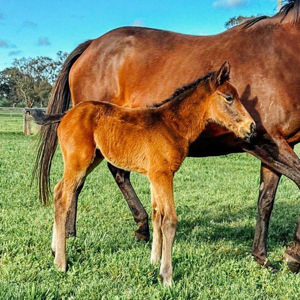 Breednet Gallery - Harry Angel (Ire) Bhima Thoroughbreds, NSW