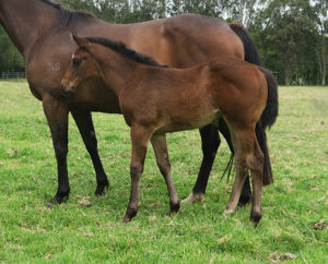 Breednet Gallery - Exceedance Davali Thoroughbreds, NSW 