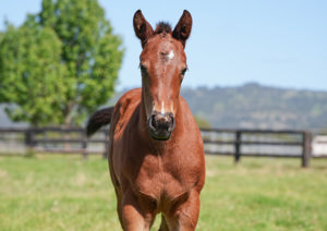 Breednet Gallery - Hellbent Yarraman Park, NSW