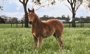 Breednet Gallery - Hitotsu Mullaglass Stud, NSW