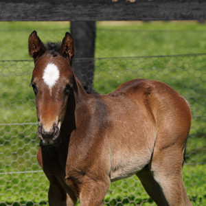 Breednet Gallery - Hitotsu Coolmore Stud