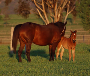 Breednet Gallery - Home Affairs Lime Country Thoroughbreds, NSW