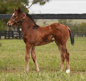 Breednet Gallery - Home Affairs Coolmore, NSW