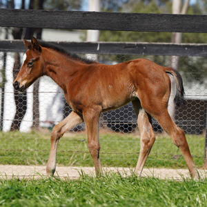 Breednet Gallery - Home Affairs Coolmore Stud