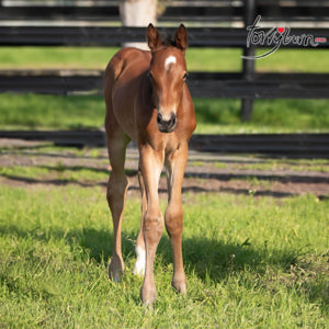 Breednet Gallery - Home Affairs Torryburn Stud