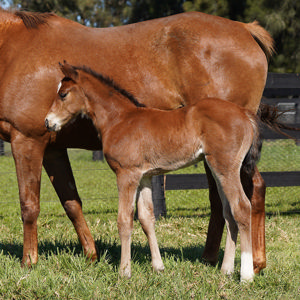 Breednet Gallery - Home Affairs Coolmore Stud