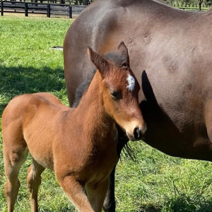 Breednet Gallery - Home Affairs Woppitt Bloodstock