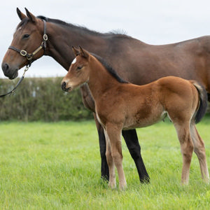 Breednet Gallery - Home Affairs Westbury Stud, NZ