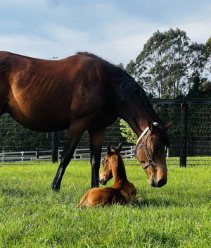 Breednet Gallery - Home Affairs Suman Hedge Bloodstock