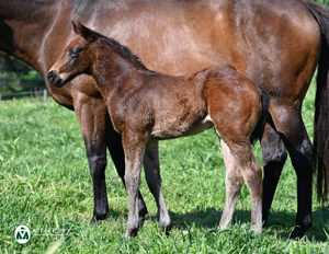 Breednet Gallery - Ole Kirk Vinery Stud, NSW