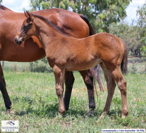 Breednet Gallery - I Am Invincible Sledmere Stud for United Syndications