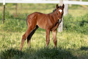 Breednet Gallery - Portland Sky Barador Stud