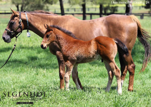 Breednet Gallery - I Am Invincible Segenhoe Stud, NSW