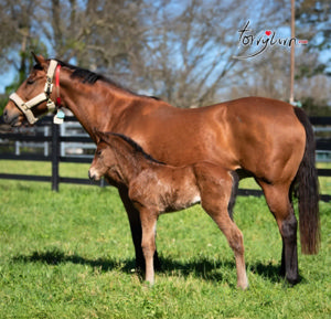 Breednet Gallery - I Am Invincible Torryburn Stud, NSW