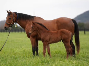 Breednet Gallery - I Am Invincible Go Bloodstock, NSW