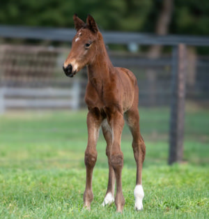 Breednet Gallery - I Am Invincible Milburn Creek, NSW