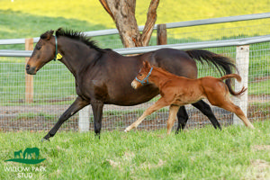 Breednet Gallery - Pride of Dubai Willow Park Stud, NSW