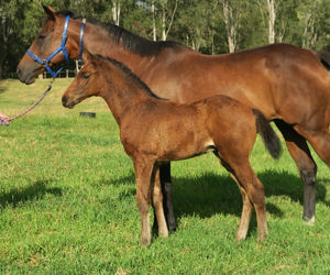 Breednet Gallery - Pierro Davali Thoroughbreds, NSW 