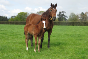 Breednet Gallery - In the Congo Windsor Park Stud, NZ