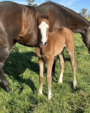 Breednet Gallery - In The Congo Fairview Park Stud, NSW 