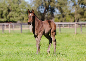 Breednet Gallery - Hitotsu Arrowfield Stud, NSW