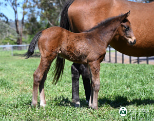 Breednet Gallery - All Too Hard Vinery Stud, NSW