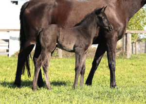 Breednet Gallery - Hitotsu Robrick Lodge, NSW