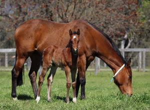 Breednet Gallery - Jacquinot Lime Country Thoroughbreds, NSW