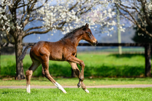 Breednet Gallery - Jacquinot Widden Stud, NSW