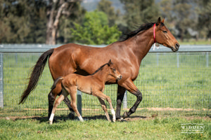 Breednet Gallery - Jacquinot Widden Stud, NSW