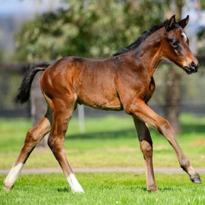 Breednet Gallery - Jacquinot Widden Stud, NSW