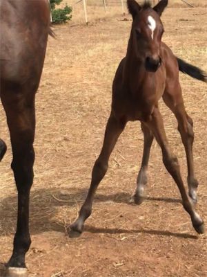 Breednet Gallery - Johannes Vermeer (IRE) Bred by Rochelle Thompson, Vic