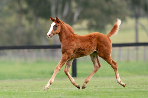 Breednet Gallery - Justify (USA) Holbrook Thoroughbreds, NSW 