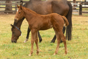 Breednet Gallery - Justify (USA) Twin Hills Stud, NSW