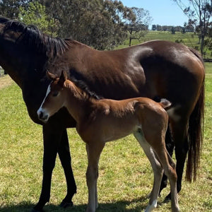 Breednet Gallery - Justify (USA) Woppitt Bloodstock