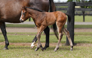 Breednet Gallery - Justify (USA) Coolmore, NSW