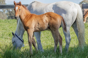 Breednet Gallery - Kermadec Twin Hills Stud, NSW