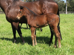 Breednet Gallery - Kingman Davali Thoroughbreds, NSW 