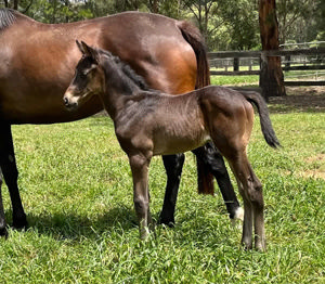 Breednet Gallery - Fierce Impact (Jpn) Davali Thoroughbreds, NSW 