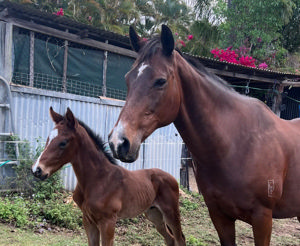 Breednet Gallery - Kobayashi Pine Lodge Thornlands, Qld