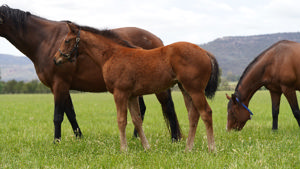 Breednet Gallery - St Mark's Basilica (Fr) Coolmore, NSW