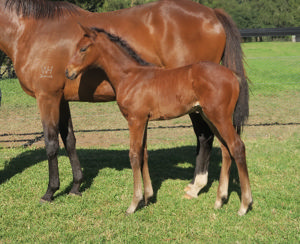 Breednet Gallery - Pierro Davali Thoroughbreds, NSW 