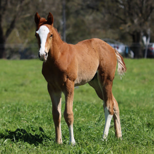 Breednet Gallery - The Autumn Sun Lime Country Thoroughbreds, NSW