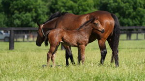 Breednet Gallery - St Mark's Basilica (Fr) Coolmore, NSW