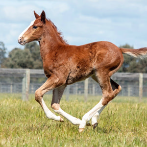 Breednet Gallery - Lucky Vega (Ire) Yulong Stud, Vic