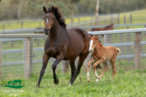 Breednet Gallery - Needs Further Willow Park Stud, NSW