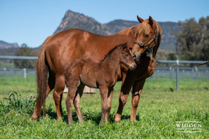 Breednet Gallery - Zousain Widden Stud, NSW