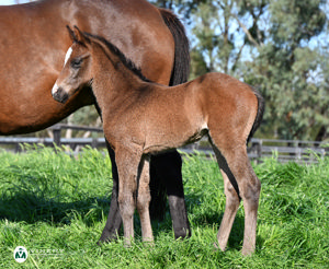 Breednet Gallery - Ole Kirk Vinery Stud, NSW