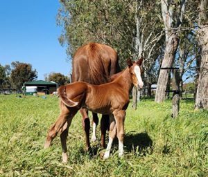 Breednet Gallery - Marine One Mogumber Park, WA