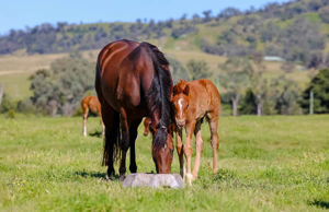 Breednet Gallery - Maurice (Jpn) Arrowfield Stud, NSW